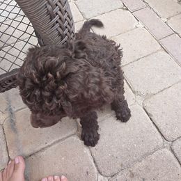 Poodle Puppies from shelby ealey