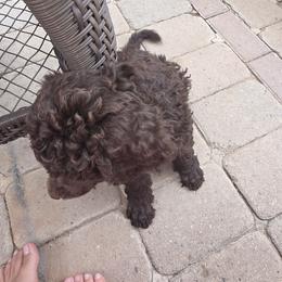 Poodle Puppies from shelby ealey