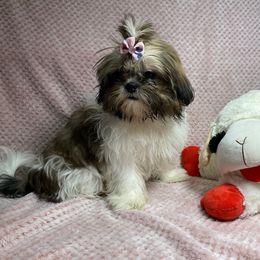 Shih Tzu All Grown Up from Be Dazzled Shihtzu