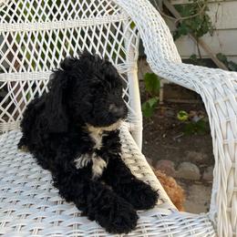 Orca - Black and white male Bernedoodle puppy in North Highlands, California from The Purrfectpups