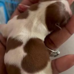 Girl 2 - Sable and white female Shih Tzu puppy in Detroit, Michigan from Friends4everkennel LLC