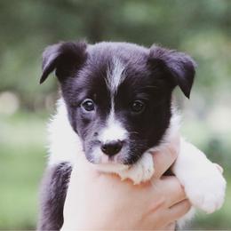 Annie - Black female Border Collie puppy in Dallas, Texas from Effervescent Border Collies