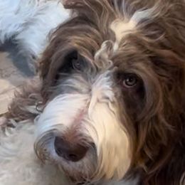 Annabelle - Assorted Doodle Crosses
