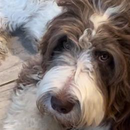 Annabelle - Assorted Doodle Crosses
