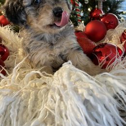 Bernedoodle and Havapoo Puppies from Precious Paws and Purrs
