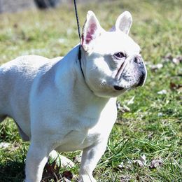 Little Monster Kairo Micco - French Bulldog