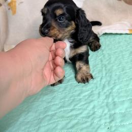 Patriot - Black and tan male Dachshund puppy in Homosassa, Florida from SAN’S Dachshunds