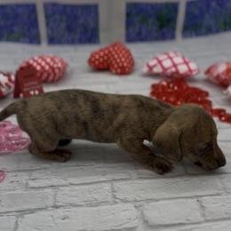 Cream Brindle Smooth Male - Cream male Dachshund puppy in Killeen, Texas from Southern Dachshunds