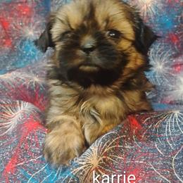 Girl 1 - female Shih Tzu puppy in Ruffs Dale, Pennsylvania from RAM Shih Tzus Rolling Hills of PA