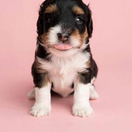 Yellow Collar Girl - Tri-color female Bernedoodle puppy in Port Charlotte, Florida from Islands Wheatens and Poodles