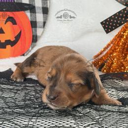 Miss. Purple-4000 - Dapple female Dachshund puppy in Sparr, Florida from From the Heart Doxies