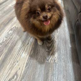 Tootsie - Pomeranian