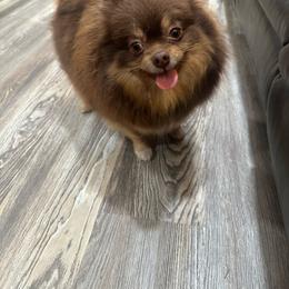 Tootsie - Pomeranian