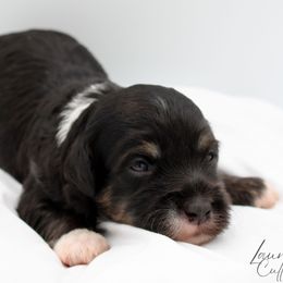 Harry - Black and tan male Havapoo puppy in Hendersonville, North Carolina from Grayfinn House