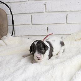 Lily - Merle female Labradoodle puppy in Bryantown, Maryland from Doodles on Duty
