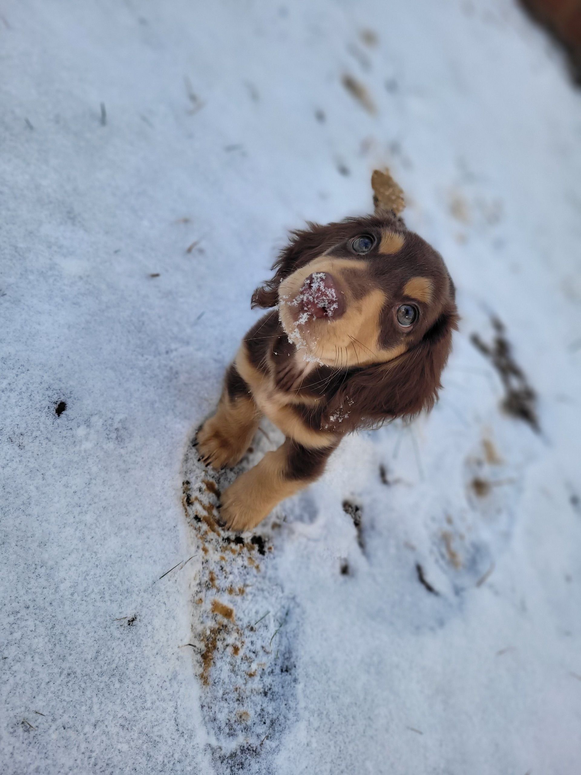 Hillside Hounds in Tennessee | Dachshund puppies | Good Dog