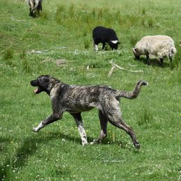 Anatolian Shepherd Dogs from Black Tie Affair