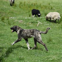 Anatolian Shepherd Dogs from Black Tie Affair