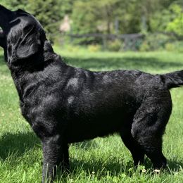 Meadow  - Labrador Retriever