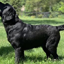 Meadow  - Labrador Retriever