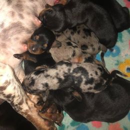 Dachshund Puppies from Orchard Dachshunds