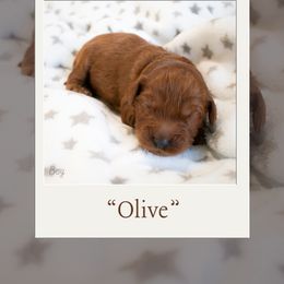 Boy 3 - Australian Labradoodle puppy in Chelsea, Michigan from Michigan Labradoodles