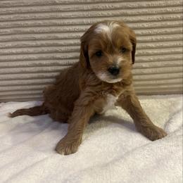Bonsai - Apricot male Cavapoo puppy in Payson, Utah from Country Sky Doodles