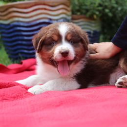 "Jack" - Red tri-color Australian Shepherd puppy in Noxon, Montana from MITIN Aussies AKC Standard Australian Shepherds