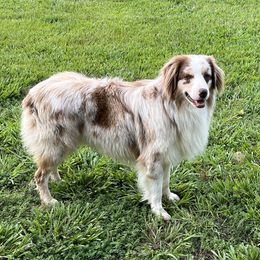 Carter - Australian Shepherd