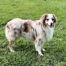 Carter - Australian Shepherd