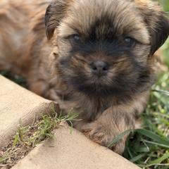 Butterfinger - Brindle male Shorkie puppy in Escondido, California from Yorkies of Escondido