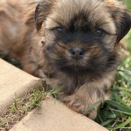 Butterfinger - Brindle male Shorkie puppy in Escondido, California from Yorkies of Escondido