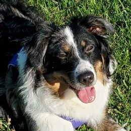 Bentley - Miniature Australian Shepherd