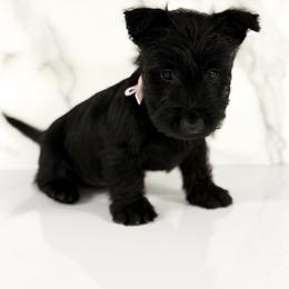 Bella - Black female Scottish Terrier puppy in Mount Joy, Pennsylvania from K&M Kennel