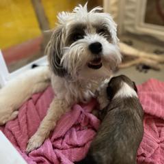 Lowchen Puppies from Potrero Lowchen