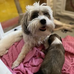 Lowchen Puppies from Potrero Lowchen