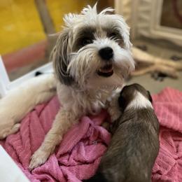 Lowchen Puppies from Potrero Lowchen