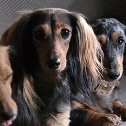 Ginger - Dachshund