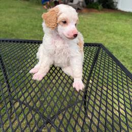 Marigold - Parti female Poodle puppy in Florence County, South Carolina from Modern Family Standards