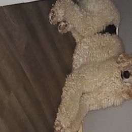 Chris - Poodle