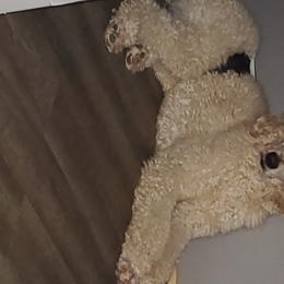 Chris - Poodle