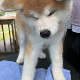 Piichi - Red female Japanese Akitainu puppy in Hubert, North Carolina from Miyo Ken
