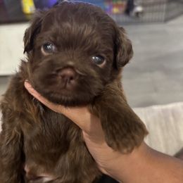 Shih Tzu Puppies from Riley Family Kennel