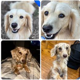 Dachshund puppies from Crowder Doxies