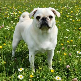 Razzle - Pug
