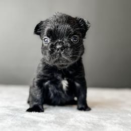 Elvira AKA Elvi - Black female French Bulldog puppy in Porter, Texas from Whatabulldog