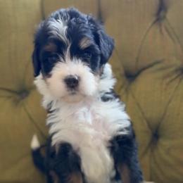 Myrtle - Tri-color female Bernedoodle puppy in Portland, Oregon from Sandy Creek Bernedoodles