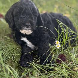 Fettuccine - Black male Goldendoodle puppy in Eugene, Oregon from Oregon's Oodles of poodles & doodles