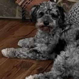 Ruthie - Aussiedoodle