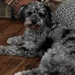 Ruthie - Aussiedoodle